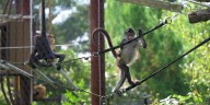 Saint Louis Zoo’s newest residents shed light on exotic animal trafficking issues