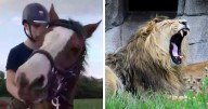 After Outrage, Woman Explains Why She Donated Her Daughter’s Pony To Zoo To Be Eaten By Lions