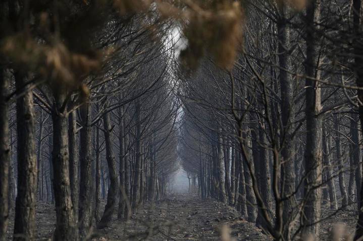 Complicada jornada en León con preocupación por el viento y el avance del fuego