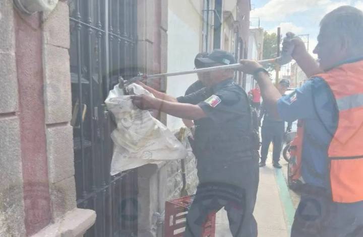 Bomberos rescatan culebra en la calle Comonfort