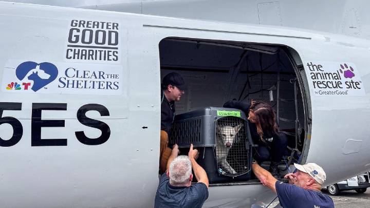 Clear The Shelters airlift saves over 120 at-risk dogs and cats – NBC 7 San Diego