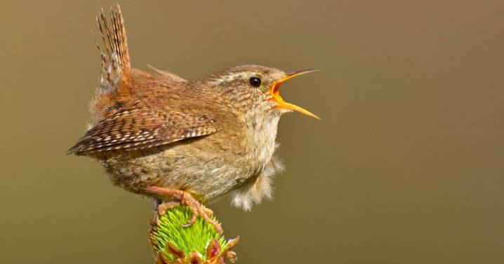 Birds sing late into the night in areas affected by light pollution
