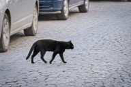 Cat's 'Smart' Way of Crossing Street To Be With Sibling Goes Viral