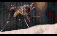 APH suspects West Nile virus in Travis County resident