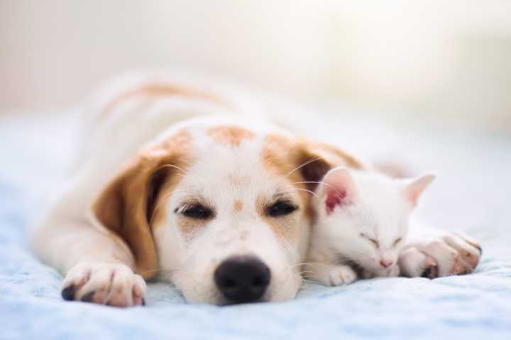 Owner Introduces Kitten to Family, Not Prepared for What Dog Does Next