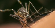 Hamilton confirms first human case of West Nile virus