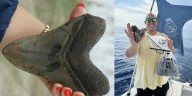 Diver finds giant megalodon tooth miles off North Carolina coast: See photos here
