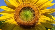 El girasol hipnotizante