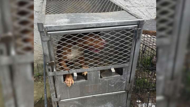 Dog Found In Dangerously Hot Metal Crate During Pennsylvania Heatwave Gets A Second Chance