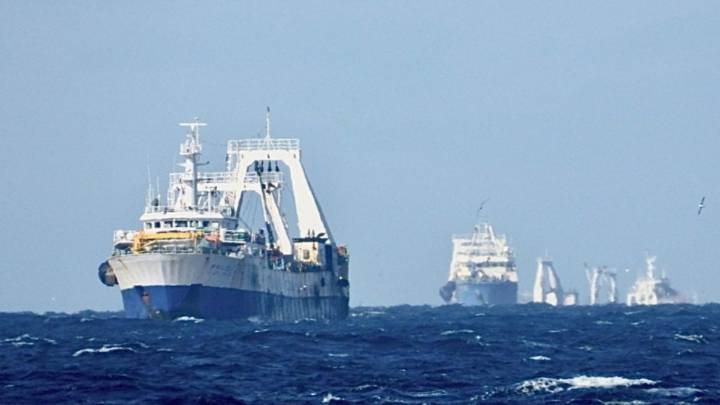 Agujero Azul de la Patagonia: en pleno furor por la misión del Conicet, buscan proteger un "jardín" submarino
