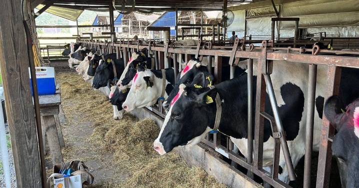 Finding the Target Cow: Overconditioning at Dry Off