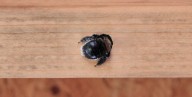How to Stop Carpenter Bees from Taking Over