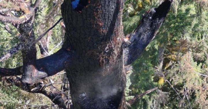A fire is burning in one of the world's tallest trees. It may lower the tree's standing in global height rankings.