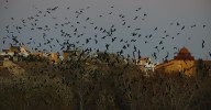 ¿Adónde han ido los pájaros?