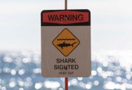 Shark warning signs posted at Makua Beach