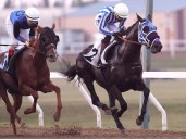 TAYLOR: Jockey race tightens: Whitehall on top, Badrie out for season