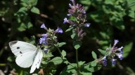 Minnesota, South Dakota U.S. senators file conservation bill