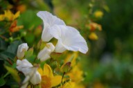 Why removing invasive vines is a good idea for gardeners