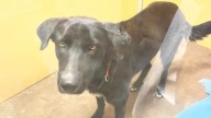 Texas Dog Abandoned Over An Injury Has Spent 12 Months In A Shelter