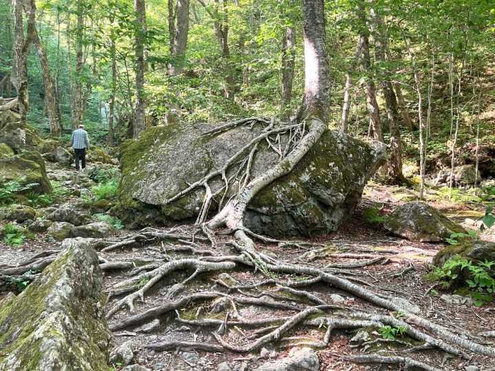 Colby Cosh: Nova Scotia's paranoid ban on ... walking in the forest