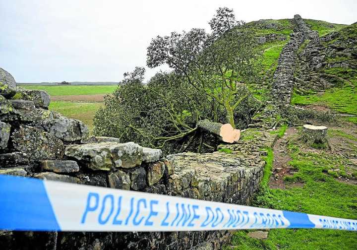 Ya hay castigo para los vándalos que talaron el árbol de Robin Hood
