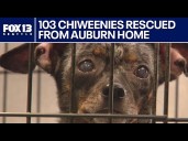 103 Chiweenies rescued from home in Auburn