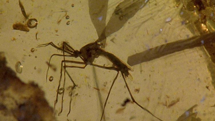 Encontraron mosquito que vivió con los dinosaurios en ámbar