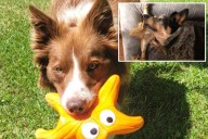 Some dogs can classify their toys by function, new study finds