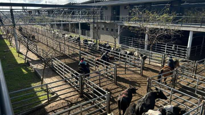 Vacunos. Cierre de semana en alza en el Mercado Agroganadero de Cañuelas