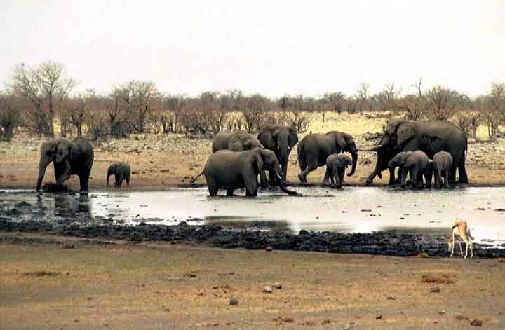 Namibia sends hundreds of soldiers to help battle huge wildfire in Etosha National Park