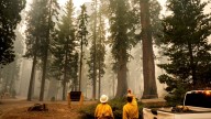 Grove of giant sequoia trees burns in California’s Sierra National Forest