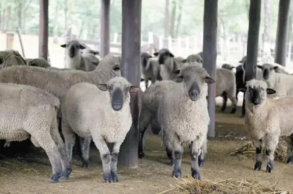 La producción ovina se consolida en Misiones con más de 800 productores