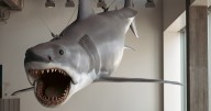 Steven Spielberg reflects on 'Jaws' at 50: The shark, the nightmares and a new exhibit