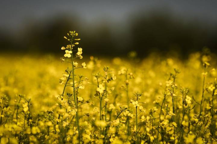 'Mercy of politics': Canadian farmers weigh plans as Chinese tariff hits canola price