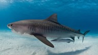 El estremecedor relato de una niña que sobrevivió al ataque de dos tiburones: "Todo pasa por una razón"