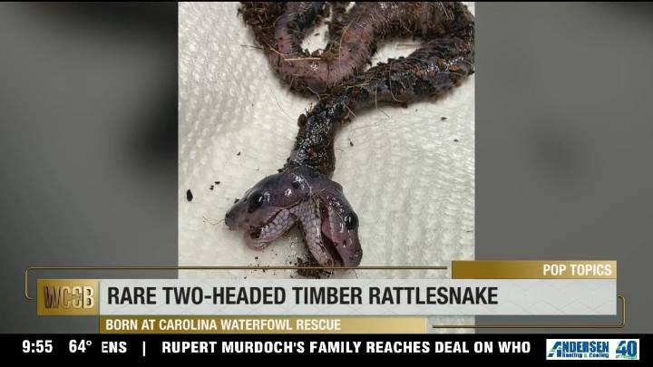 Rare two-headed snake born at local wildlife rescue