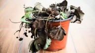 Qué hacer cuando una planta se está secando: el truco de tres pasos para salvarla