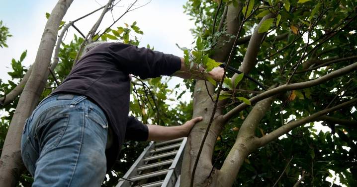 UK households urged to cut tree branches ahead of this weekend