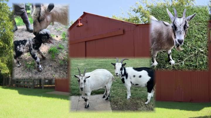 Grand Prairie family devastated after someone shot and killed their four goats, injured dog