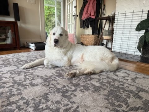 Pet of the Week:  Nina