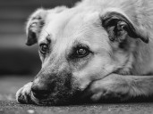Aumenta número de carpetas por maltrato animal en CDMX
