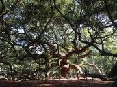 Iconic Angel Oak poised for top honor