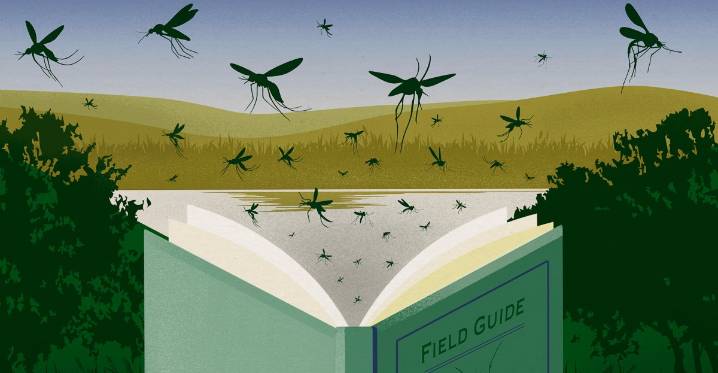 Your guide to identifying the 7 most dangerous mosquitoes in the US