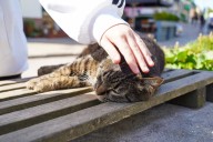 Neighbor Desperate To Adopt Local Abandoned Cat, Unprepar...