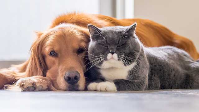 Couple accused of exploiting grieving pet owners in crematory scam