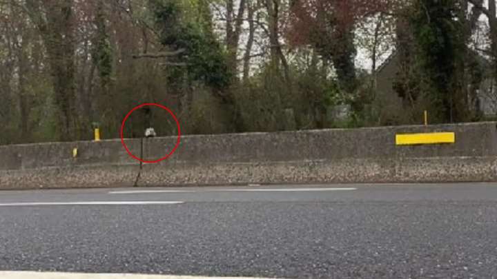 New York Rescuer Rushes Into Traffic To Save A Wild Animal No One Else Would