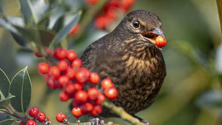 Berryscaping: The Layout That Keeps Birds Coming To Your Garden All Winter