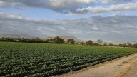 Campo en Morelos requiere 500 mdp para reactivarse