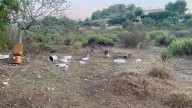 Una treintena de ocas acaban muertas o heridas tras un ataque de perros en Son Carrió
