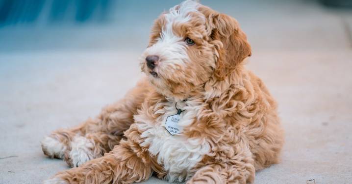 Devon breeder fined for selling puppies without licence